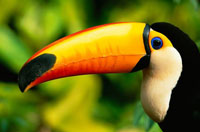توكان توكو (پرندگان منقار بزرگ و رنگين پر) زاده جنگلهاي استوايي آمريكاي جنوبي، يكي از پرنده هاي معروف جهان. منقار بزرگ زرد-نارنجي آن به طول 15 تا 22 سانتيمتر است. 
